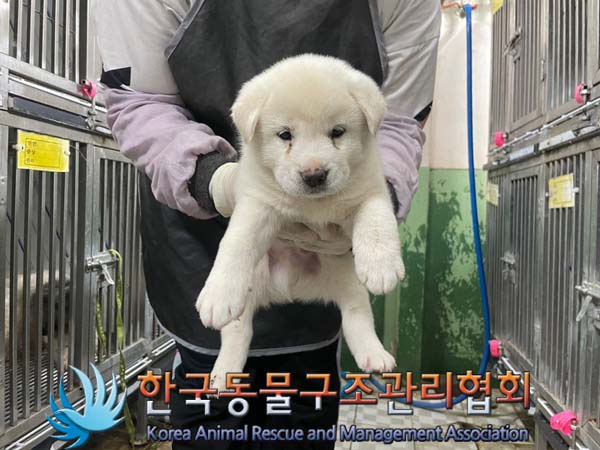 한국동물구조관리협회_441406202401275